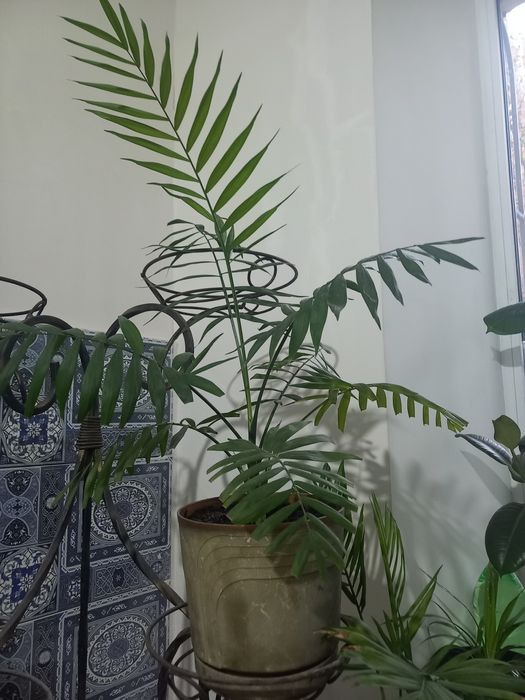 Монстера, фікус робуста, фвкус Бенджаміна, сансевиерия лауреті.