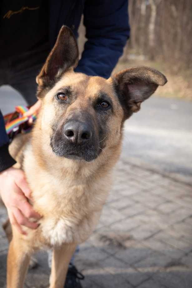 Janinka w typie owczarka do adopcji! Szuka domu!