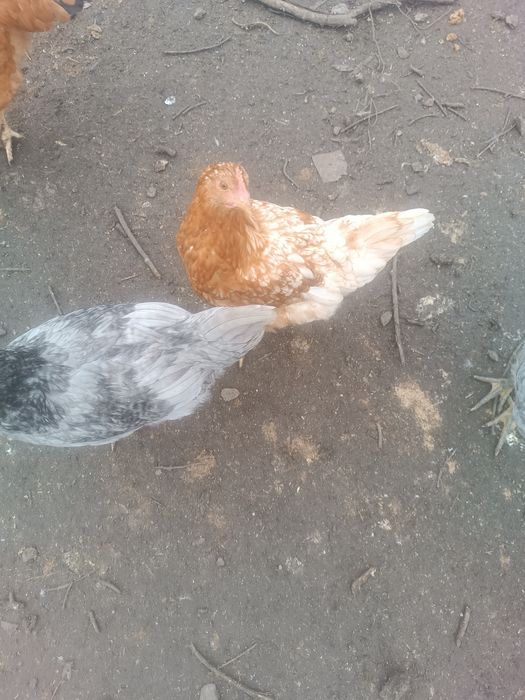 Продам молодых петушков на холодец