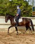 Cavalo Veiga manso para todos os cavaleiros