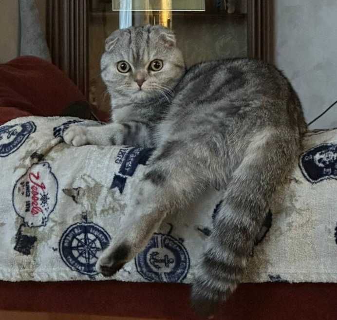 В'язка для котиків