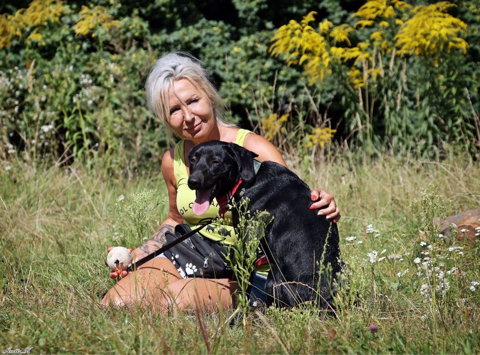 Roczny czarny mini mix labrador. Młody pies w schronisku do adopcji.