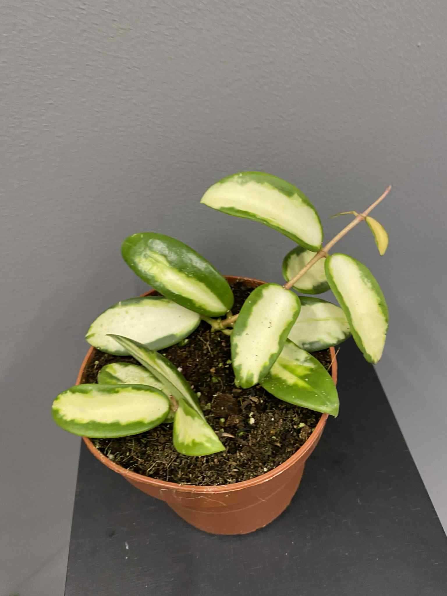 Hoya Verticillata variegata Hoja