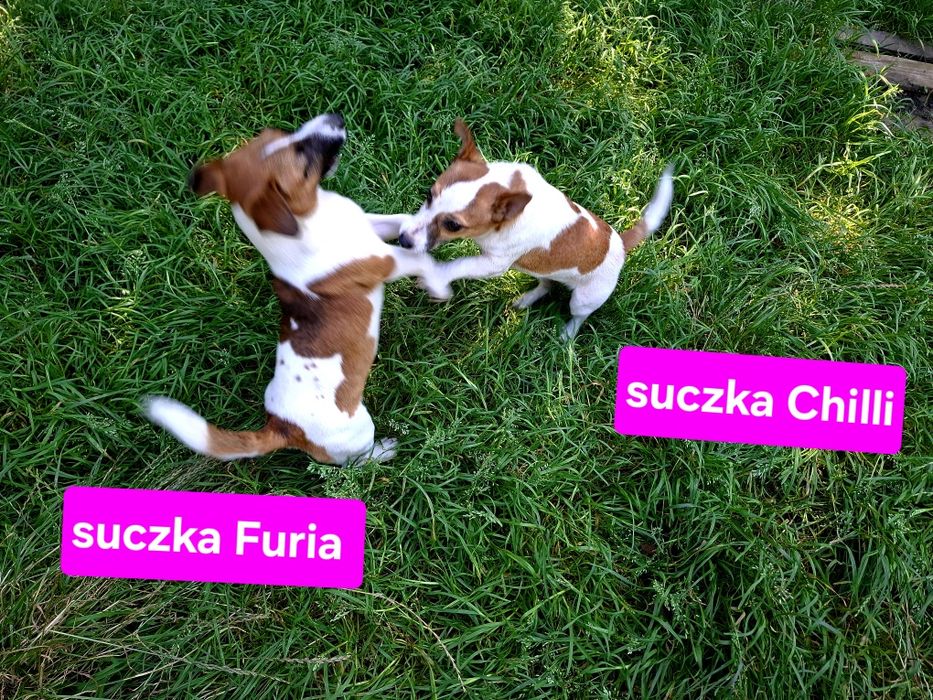 Suczka krótkowłosa Jack Russell niskie nóżki RODZICE w hodowli