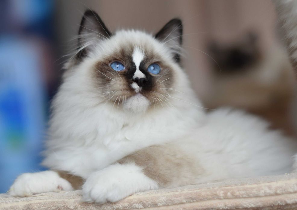 Kocurek Ragdoll gotowy do zmiany domku