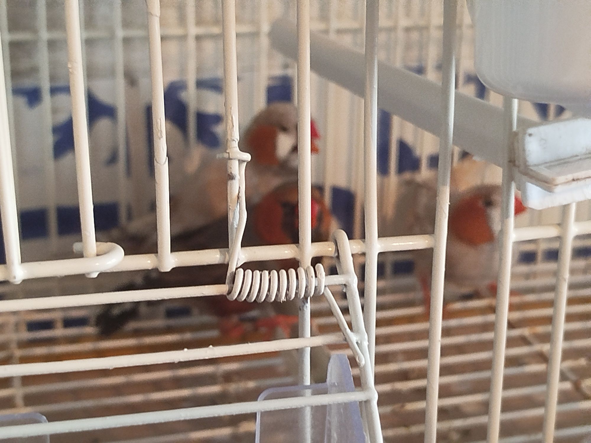 Mandarins bom porte