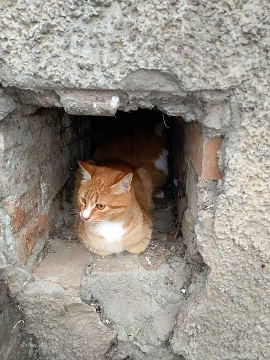 Кошенята викинуті віком +- пів року