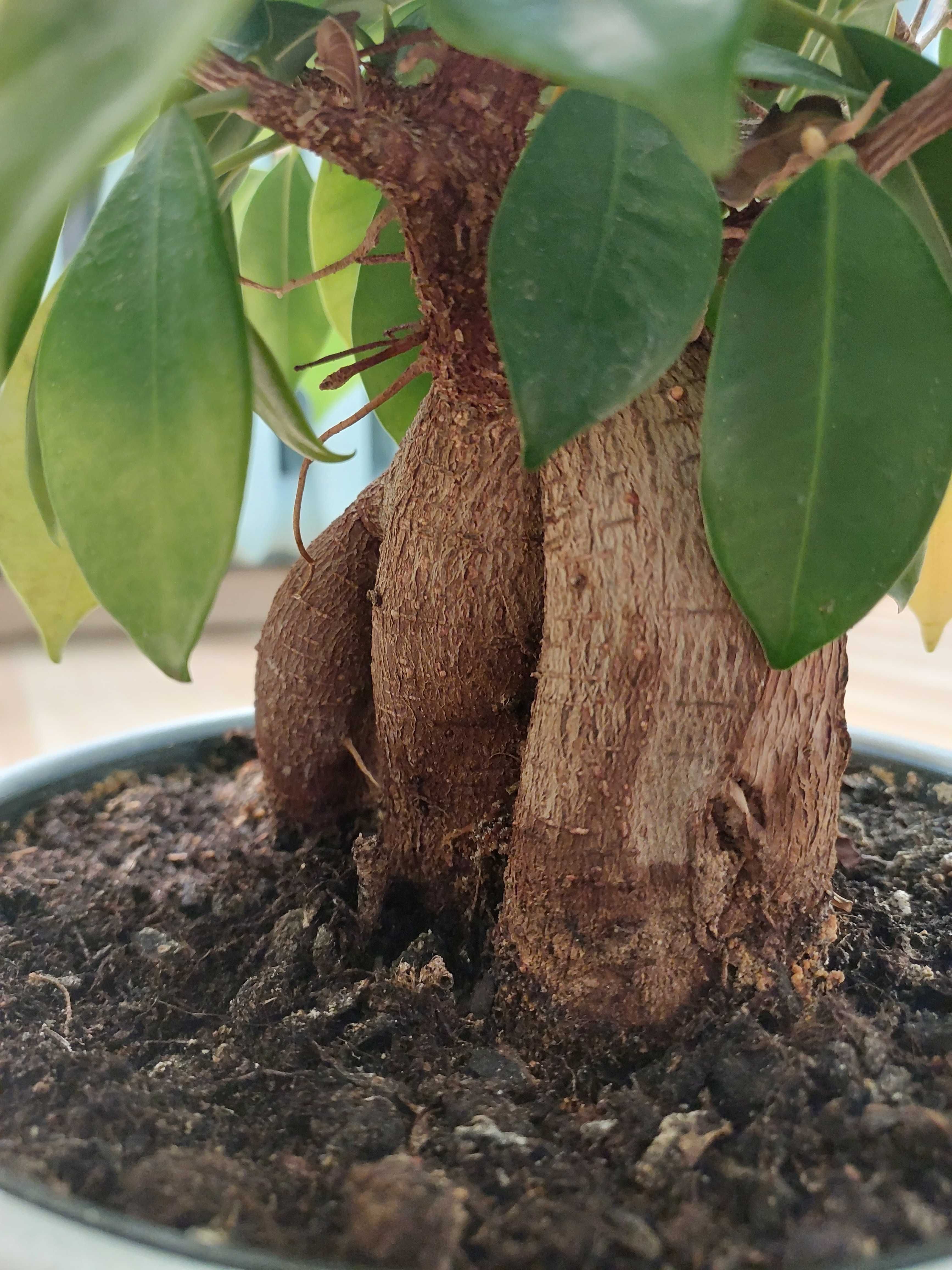 Bonsai fikus Tępy Ficus microcarpa figowiec retusa