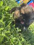 Szpic Pomeranian Boo