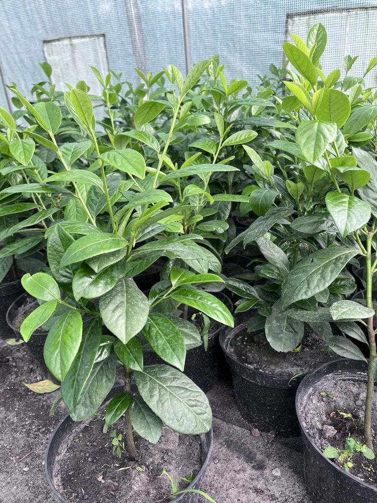 laurowisnia novita 50-60 cm dobiczka 4litry