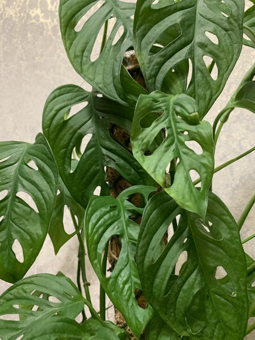 Продам монстеру Адонсоні