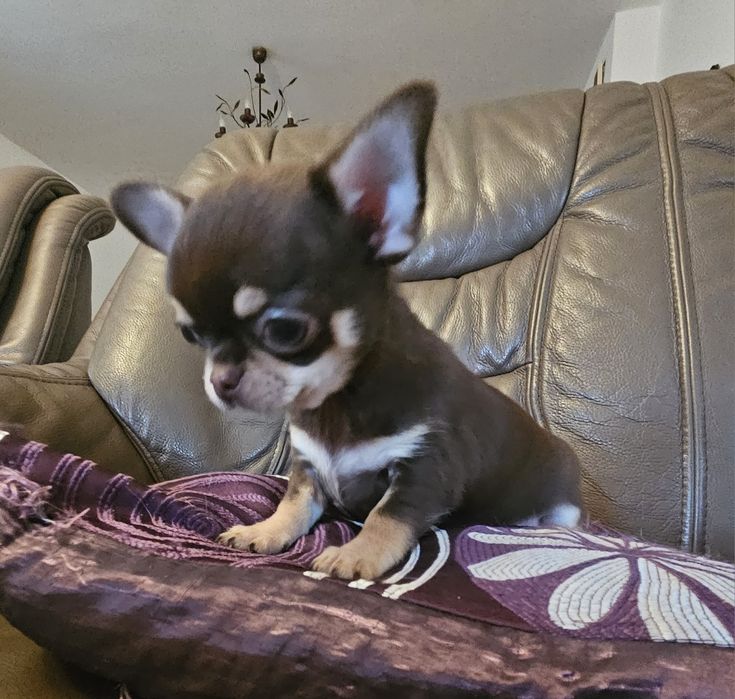 Chihuahua brązowa suczka