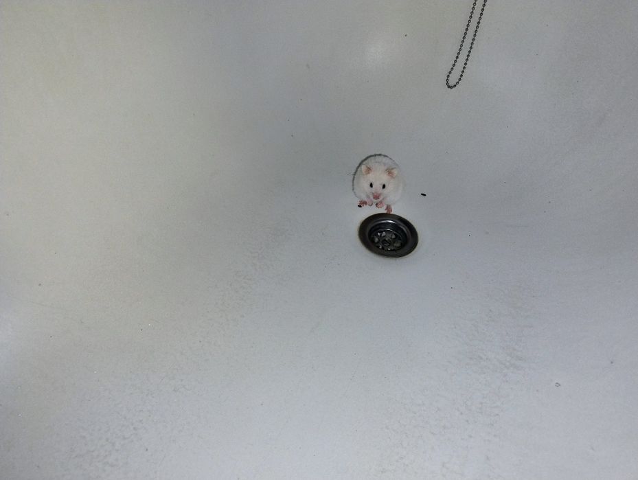 Хом'як Сирійський красиві кольори