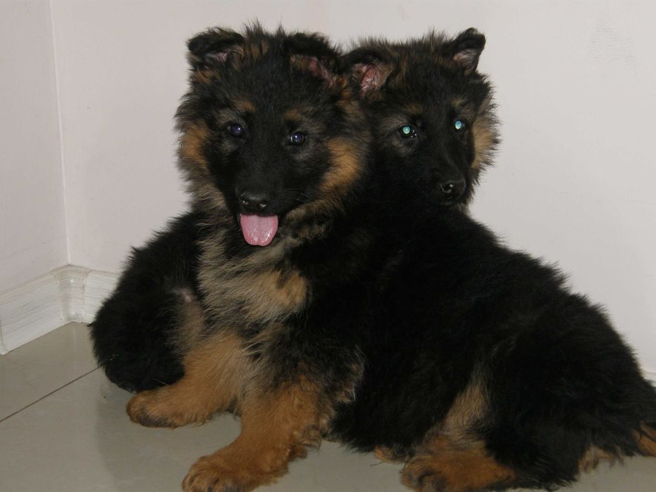 Owczarek Niemiecki Długowłosy