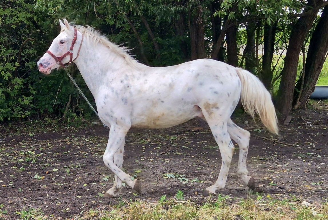 Koń, wałach, 4 lata, ujeżdżony