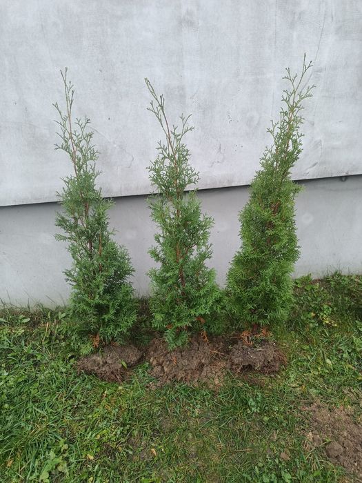 Туя західна колоновидна Колумна