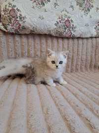 Шотландський котик окрасу срібна шиншила