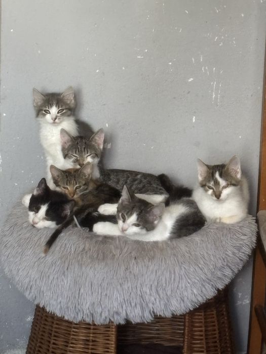 Kociaki szukaja domu