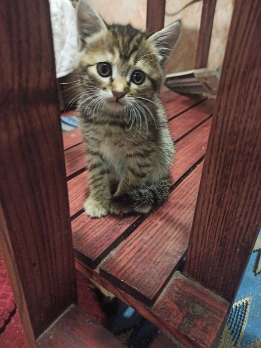 Котята 2 месяца  ,девочки ,полосатые ,пепельная