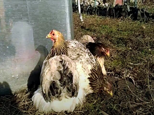 Інкубаційне яйце Кохінхін (срібло, лавандовий, колумбійське золото)