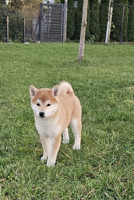 Shiba inu, Shiba doskonały rodowód ZKWP FCI