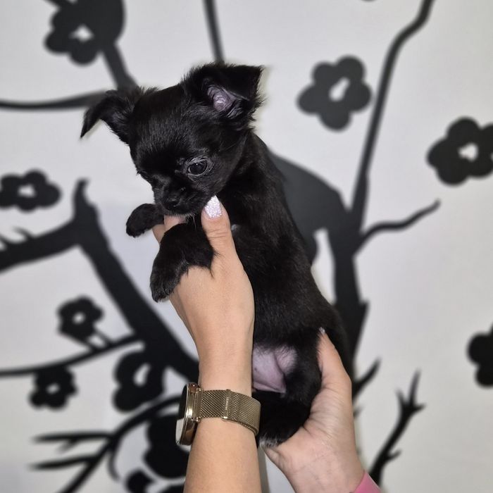 Chihuahua szczeniak