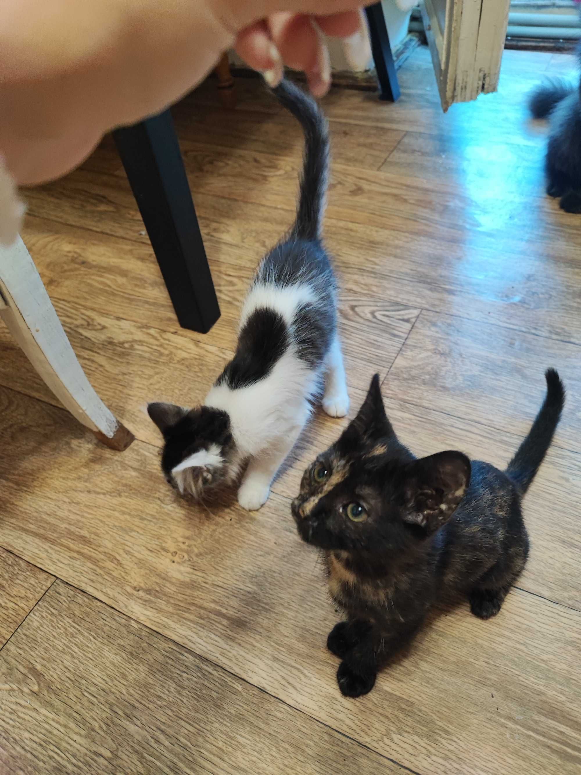 Котики безкоштовно