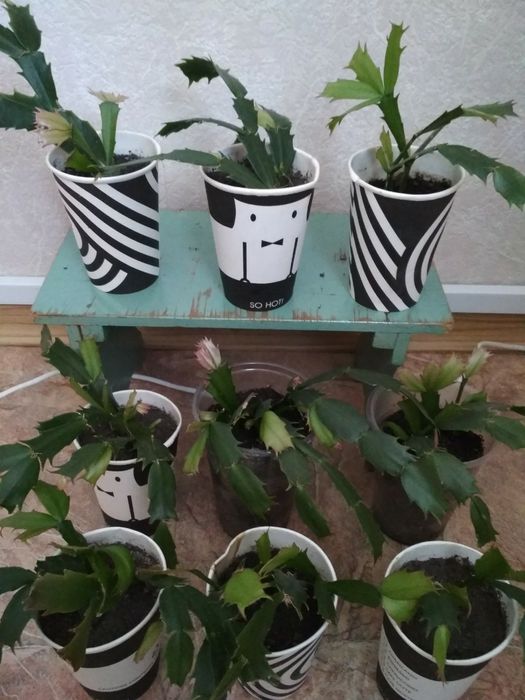 Рождественник Шлюмбе́ргера, Зигокактус