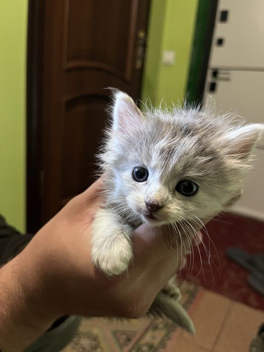 Котики в добрі руки
