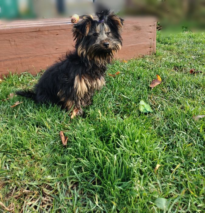 Yorkshire terrier york piesek
