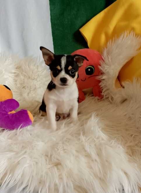 Chihuahua chłopiec