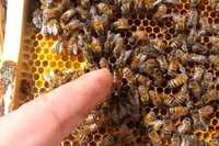 Бджоли, бджолосім'ї