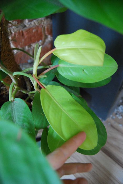 filodendron malaya gold philodendron