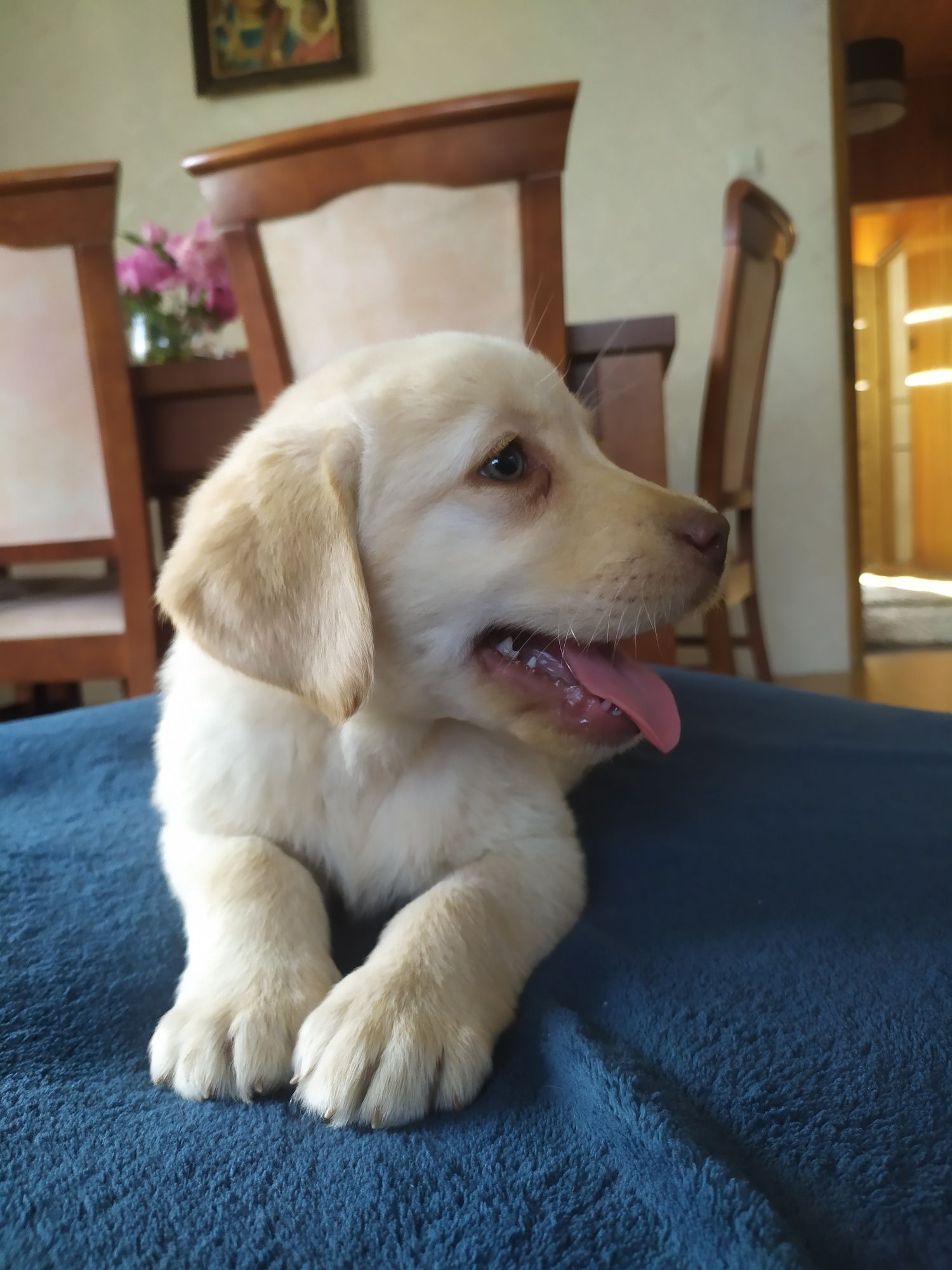 Labrador retriever