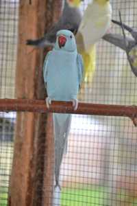 Ожереловые попугаи птенцы Зеленого,желтого,синего цвета