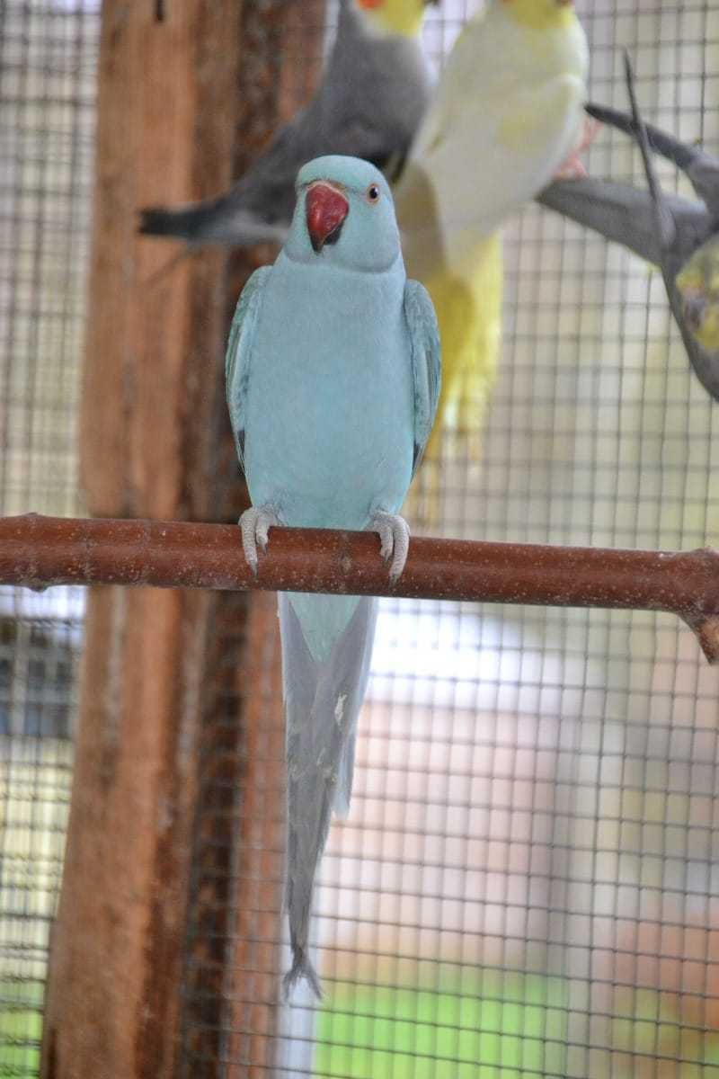 Ожереловые попугаи птенцы Зеленого,желтого,синего цвета