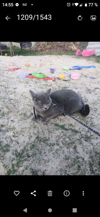 Віддам даром у хороші руки