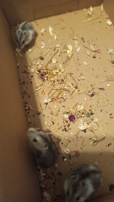 Chomiki młode 4tygodniowe