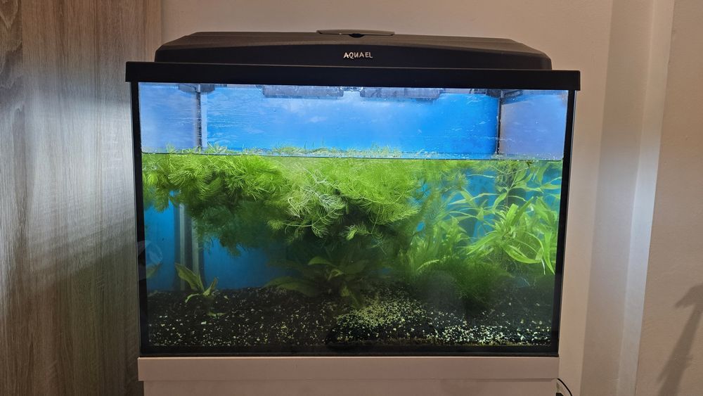 Akwarium 60l plus Wszystkie Akcesoria, rośliny GRATIS