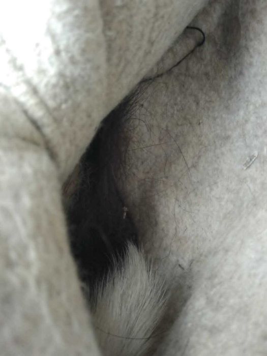 Чоботи шкіряні офіцерські на меху 41 розмір