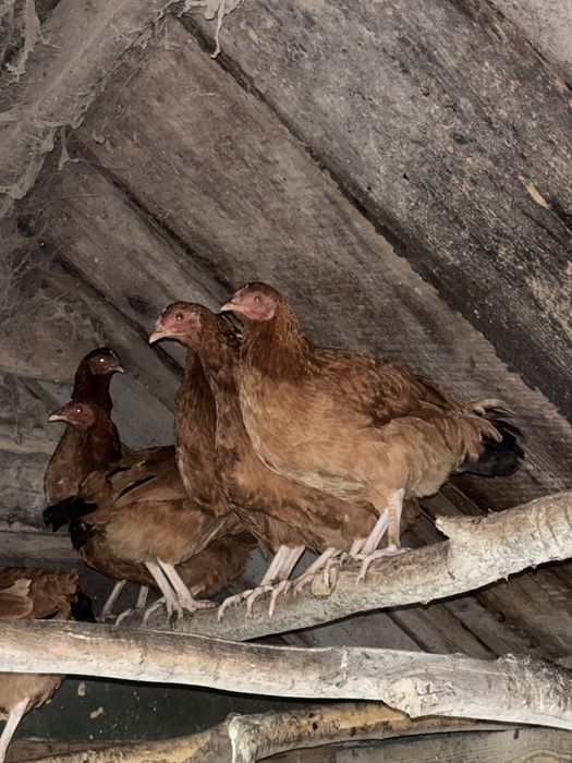 Sprzedam kury nioski