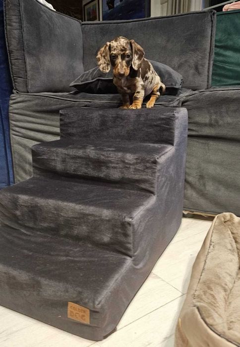 Schody dla psa lub kota 5 stopnie – 50 cm