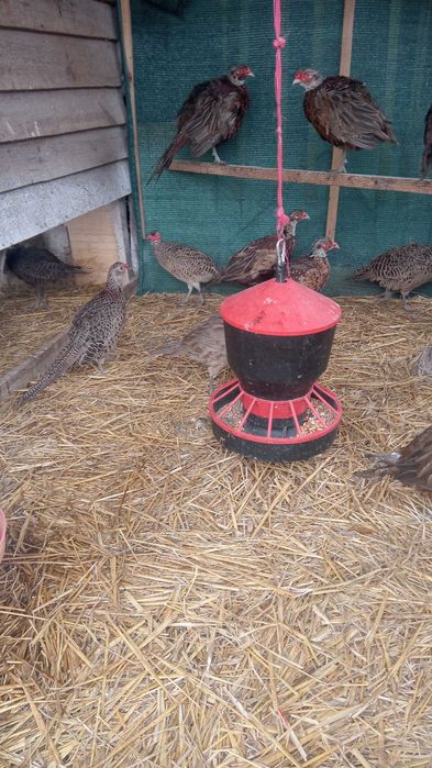 Bażanty łowne - młode