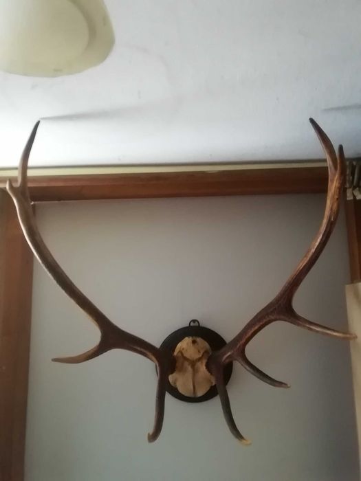 Poroże jelenia plus