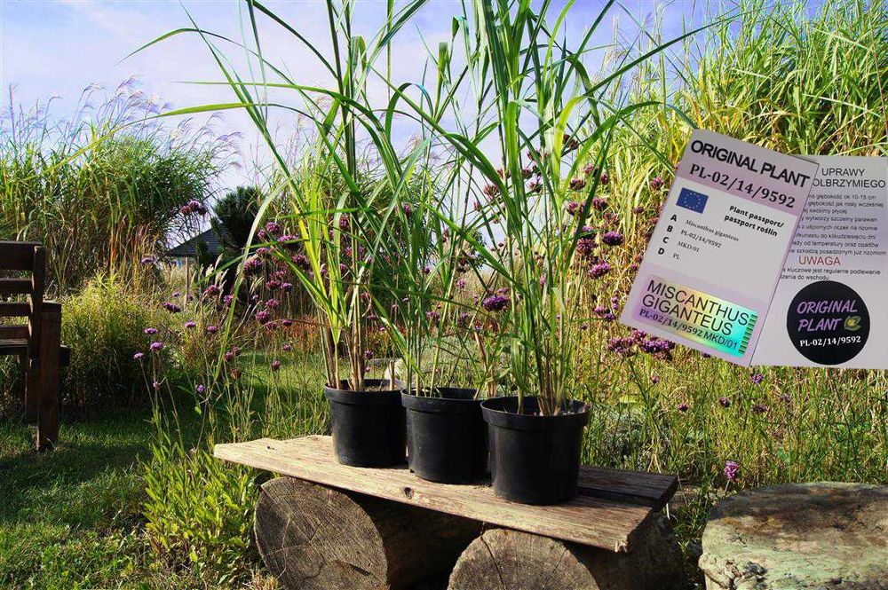 Miskant Olbrzymi Giganteus na żywopłot -Donice 3LXXL Oryginalne !!!