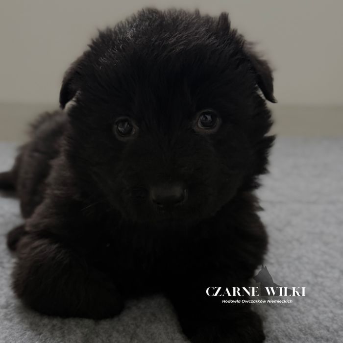 Owczarek Niemiecki Długowłosy - Suczka czarna - Hodowla Czarne Wilki