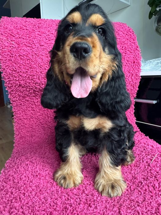 Cocker Spaniel Angielski