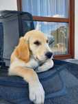 Golden Retriever szczeniak