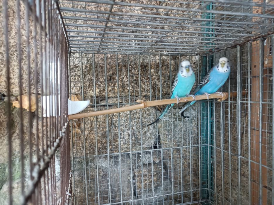 vendo casal de piriquitos