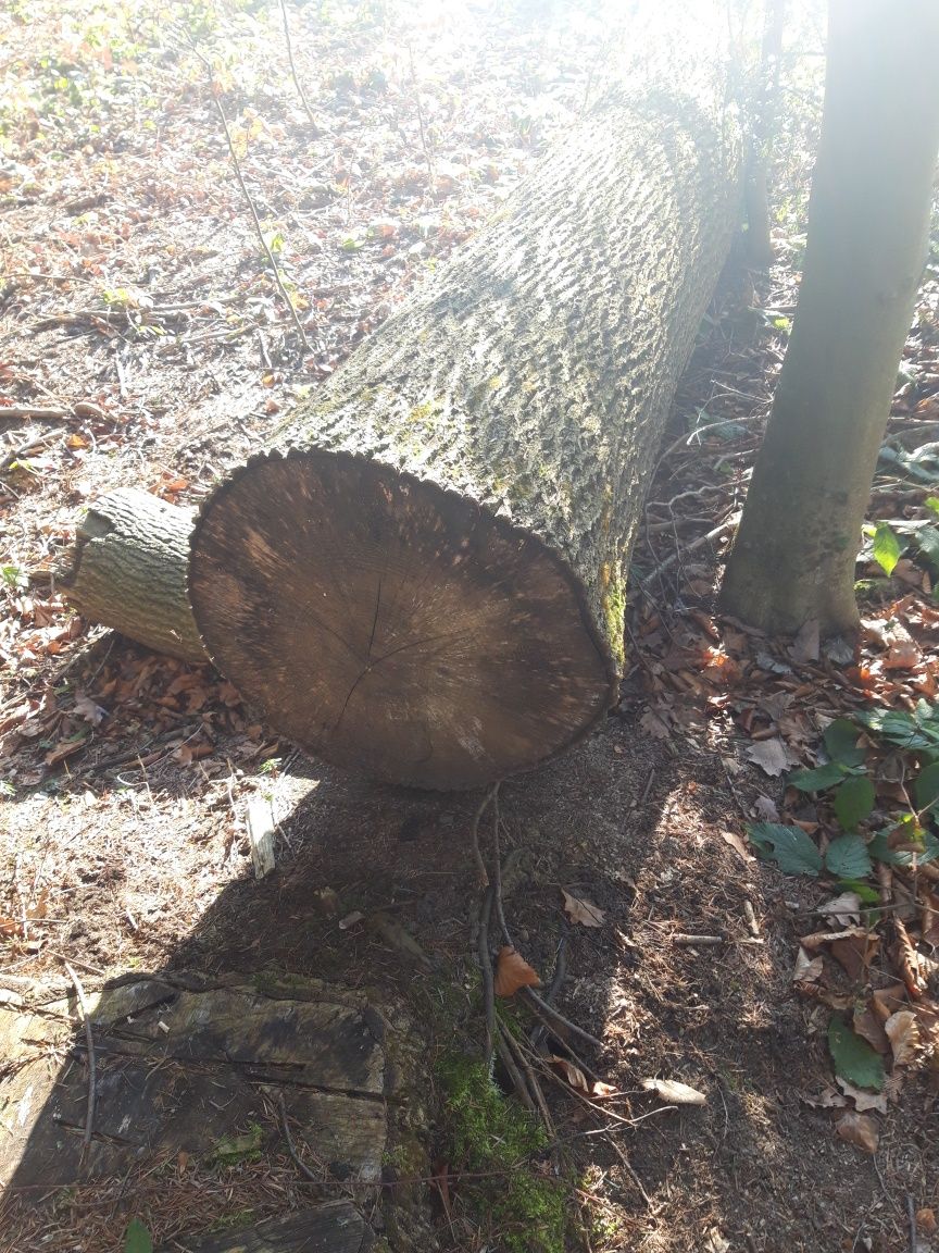Jesion i dąb sprzedam
